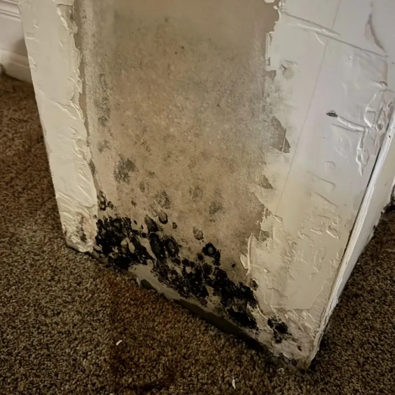 Professional Mold Removal in Lafayette, LA